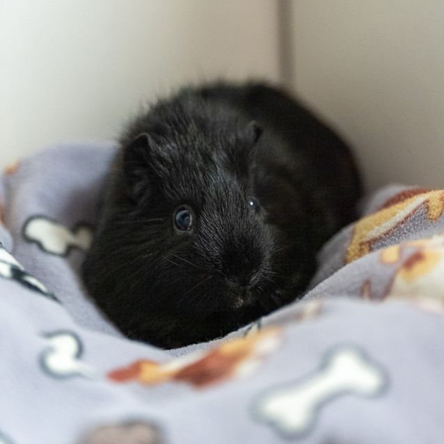 Photo of Sterling K. Brown