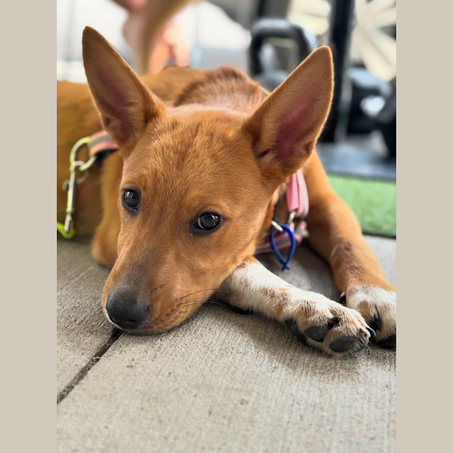 Photo of Lily   3 Month Old German Shepherd X (Trial)