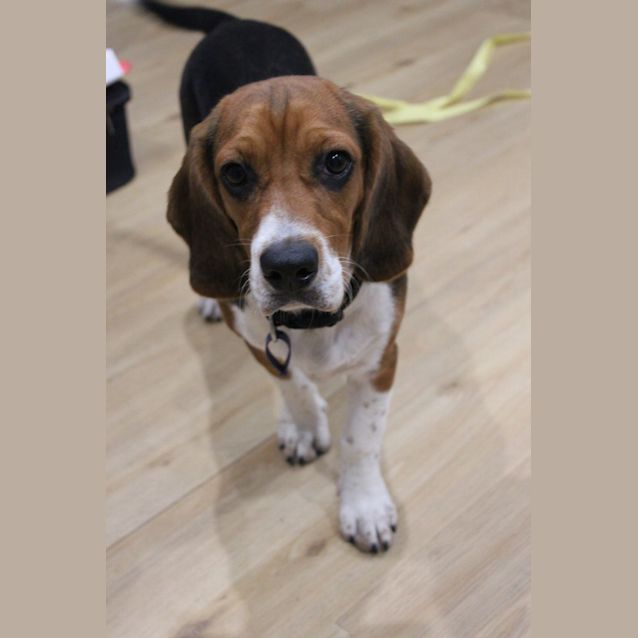 Photo of Doug   6 Month Old Beaglier (Trial)
