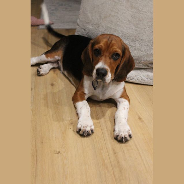 Photo of Doug   6 Month Old Beaglier (Trial)