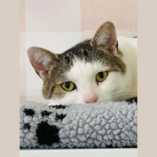 Photo of Tic Tac   Meet Me At Nelly's Ark In Fairfield