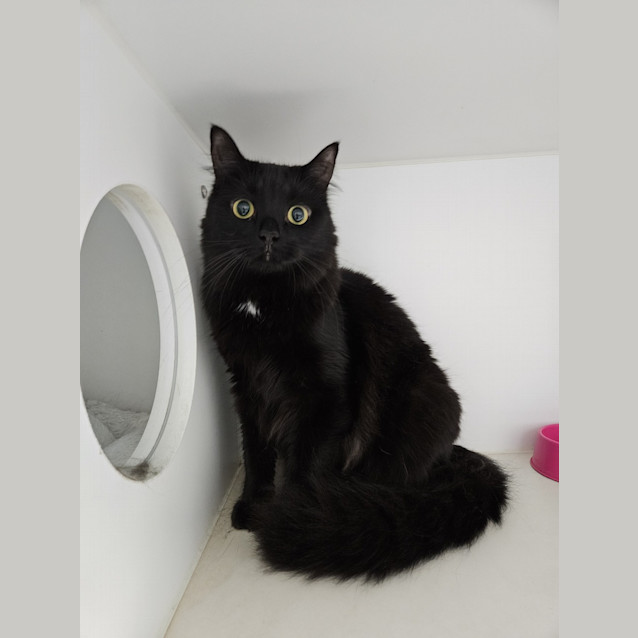 Photo of Noir