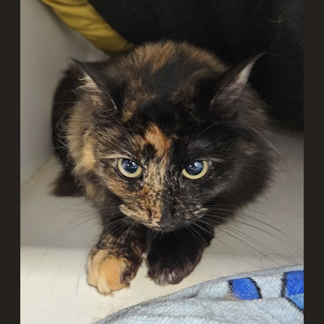 Photo of Patch