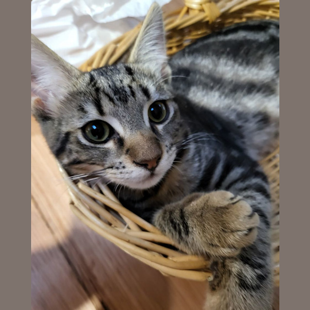 Photo of Maggie Furrypants