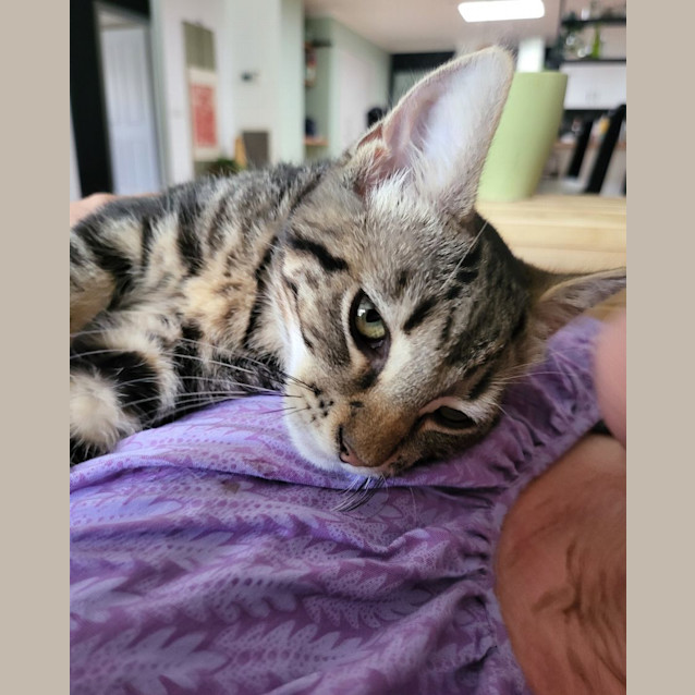 Photo of Maggie Furrypants