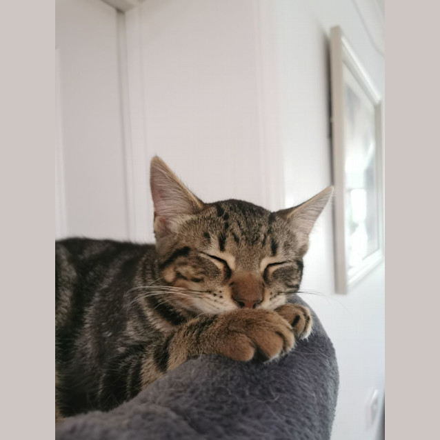 Photo of Maggie Furrypants