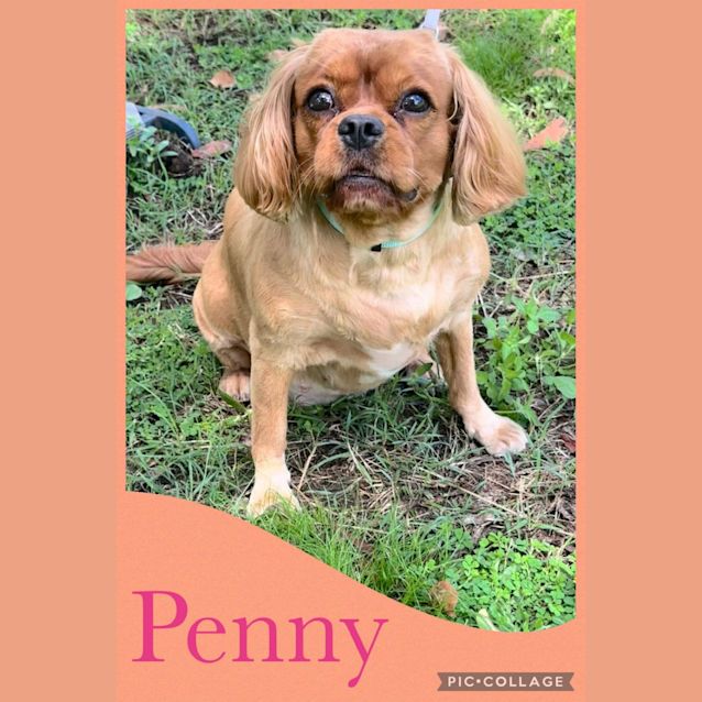 Photo of Penny 