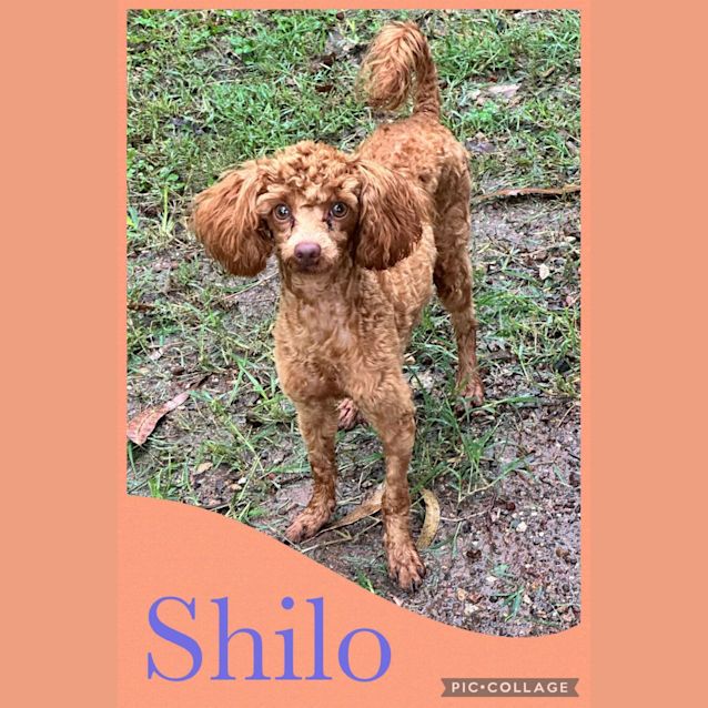 Photo of Shilo