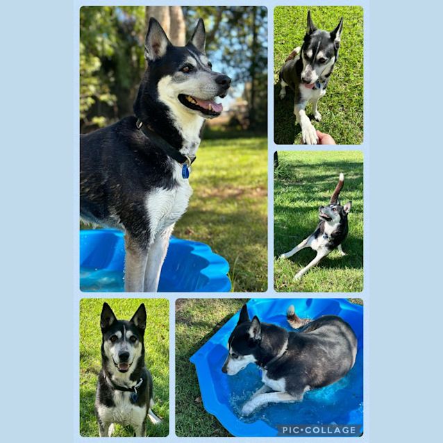 Photo of Whiskey Jack