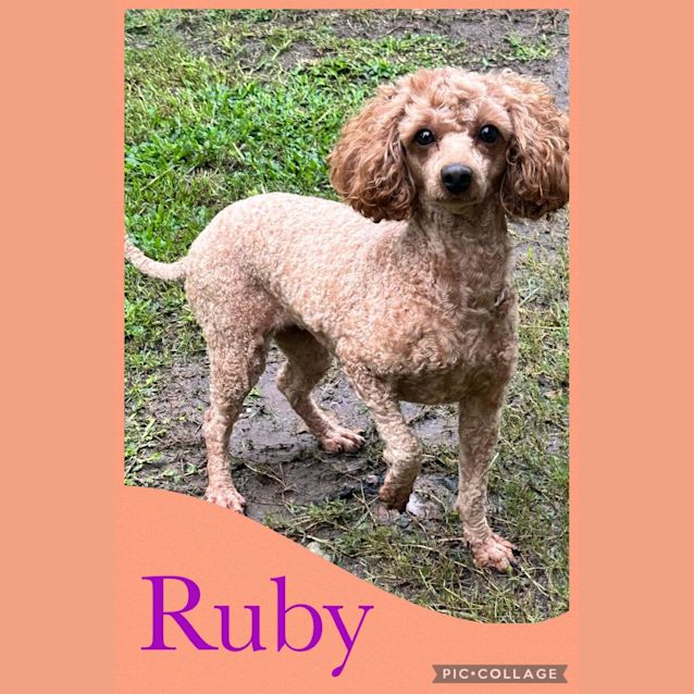 Photo of Ruby