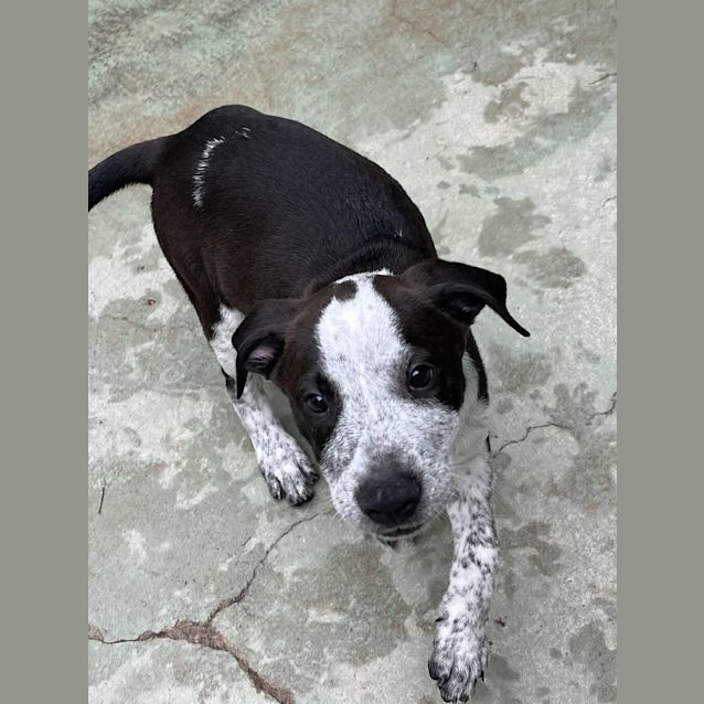 Photo of Cooper