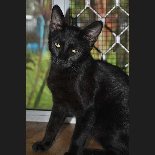Photo of Noir
