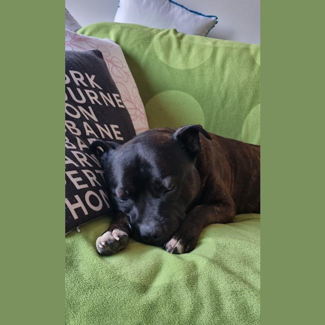 Photo of Oscar