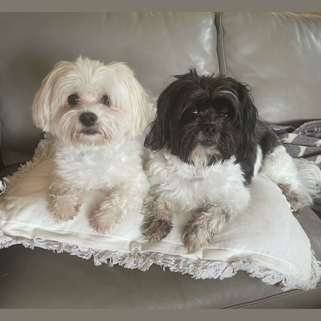 Photo of Josie And Bailey