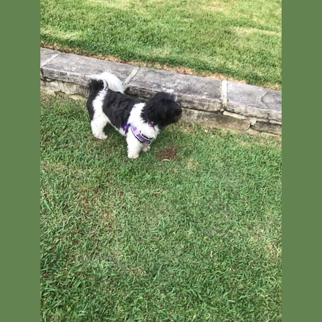 Photo of Josie And Bailey