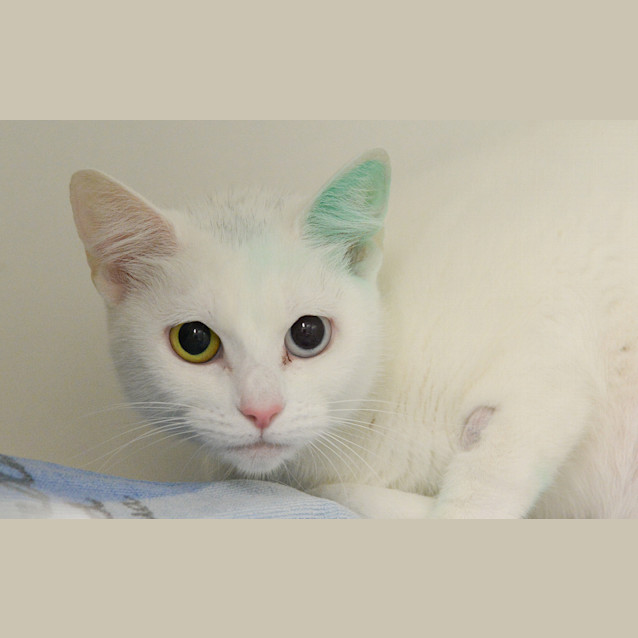 Photo of Luna