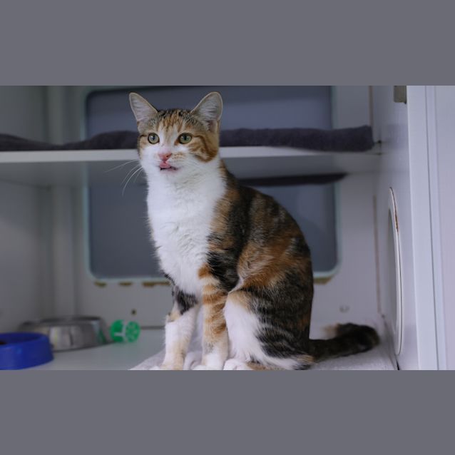 Photo of Henrietta