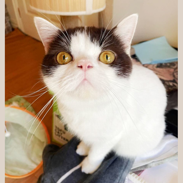 Photo of 🍫Henry🍫