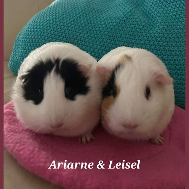Photo of Ariane & Leisel