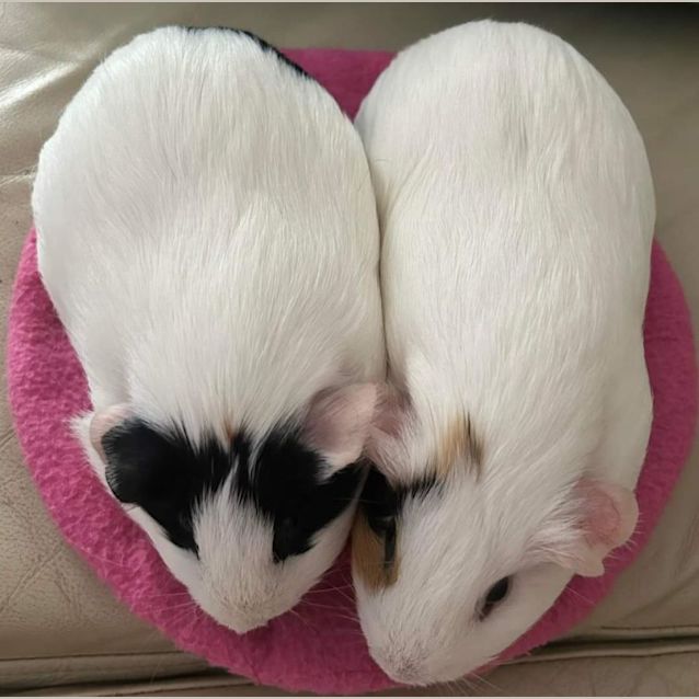Photo of Ariane & Leisel