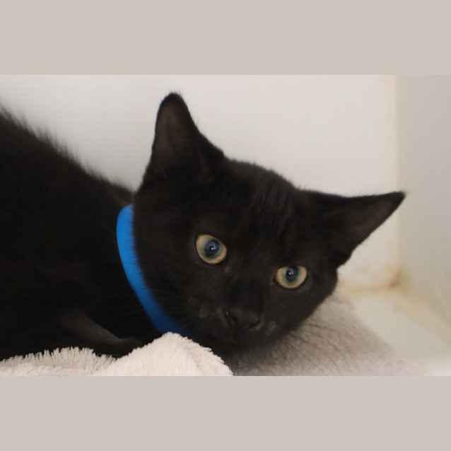 Photo of Atlas 