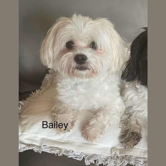 Photo of Josie And Bailey