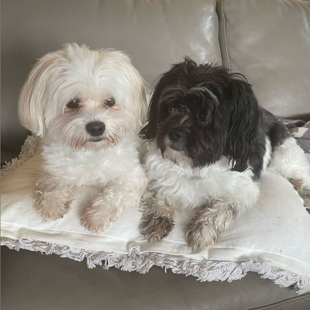 Photo of Bailey And Josie
