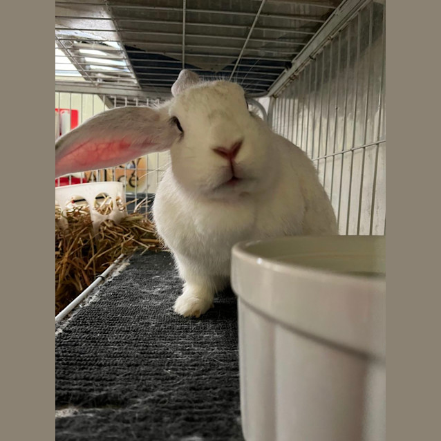 Photo of Clementine & (Calamity) Jane