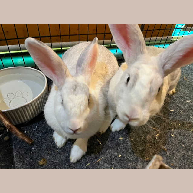 Photo of Clementine & (Calamity) Jane