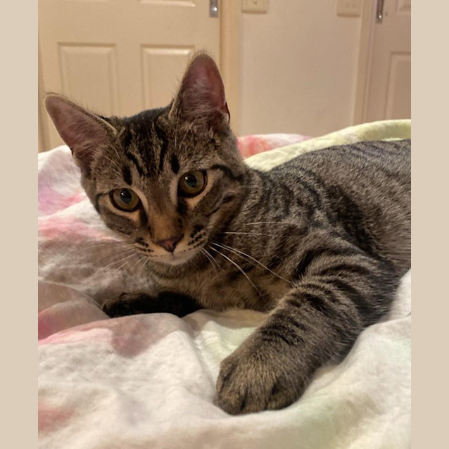 Photo of Bob  *Reduced Adoption Fee*
