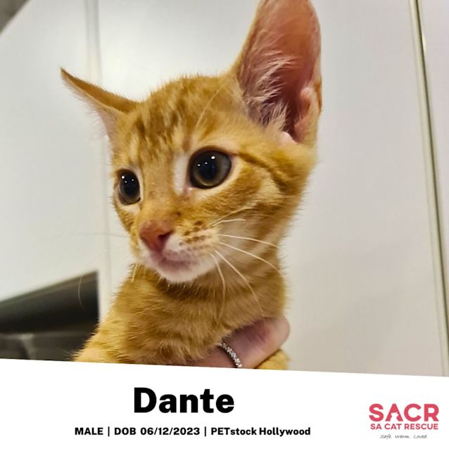 Photo of Dante