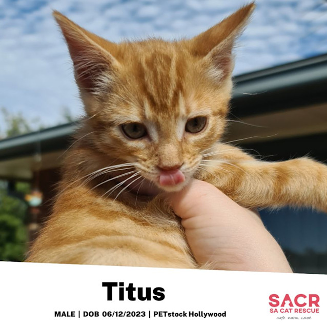 Photo of Titus
