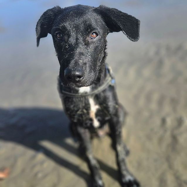 Photo of Duke Aka Shadow