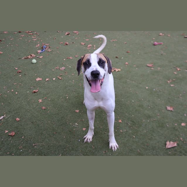 Photo of Lucky