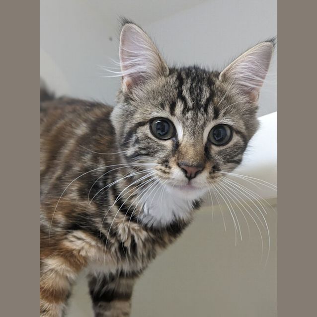 Photo of 🧨 Saffron F02806 🧨