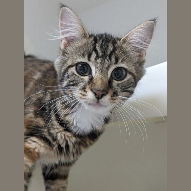 Photo of 🧨 Saffron F02806 🧨