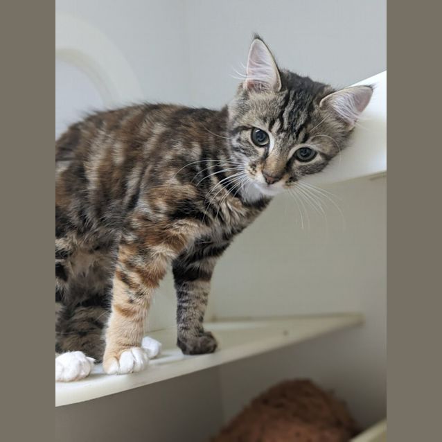 Photo of 🧨 Saffron F02806 🧨