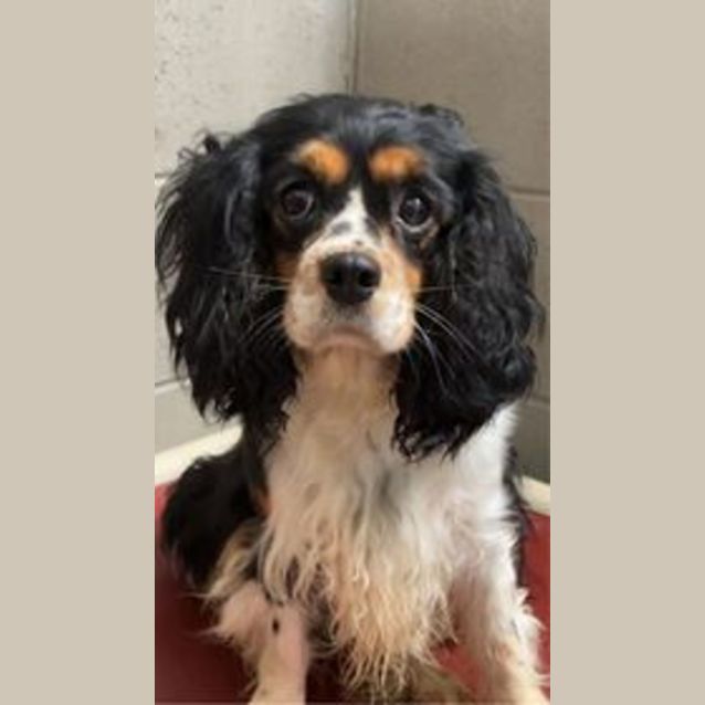 Photo of Josie