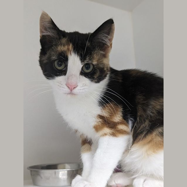 Photo of 🍜 Tortillini F02805 🍜