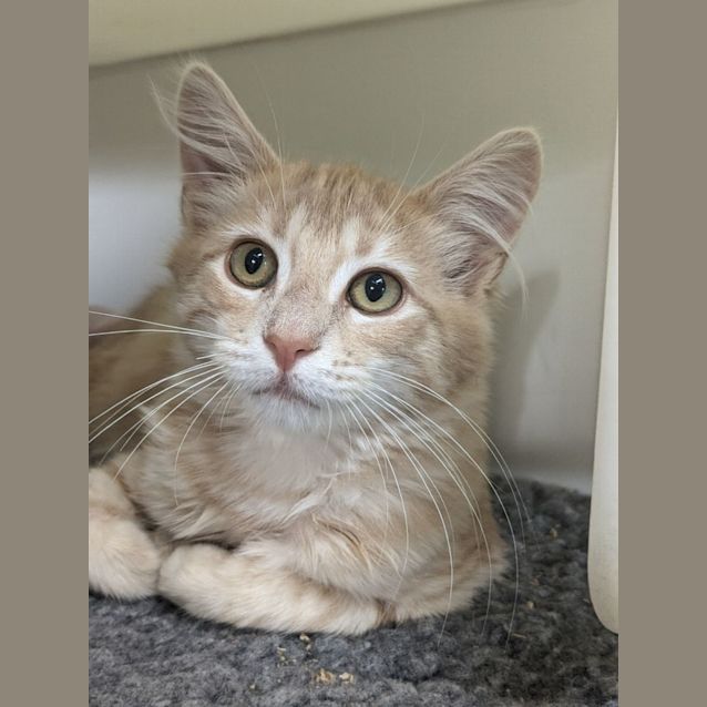 Photo of 🥜 Nutmeg F02804 🥜