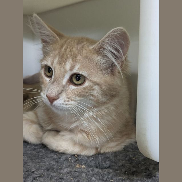 Photo of 🥜 Nutmeg F02804 🥜