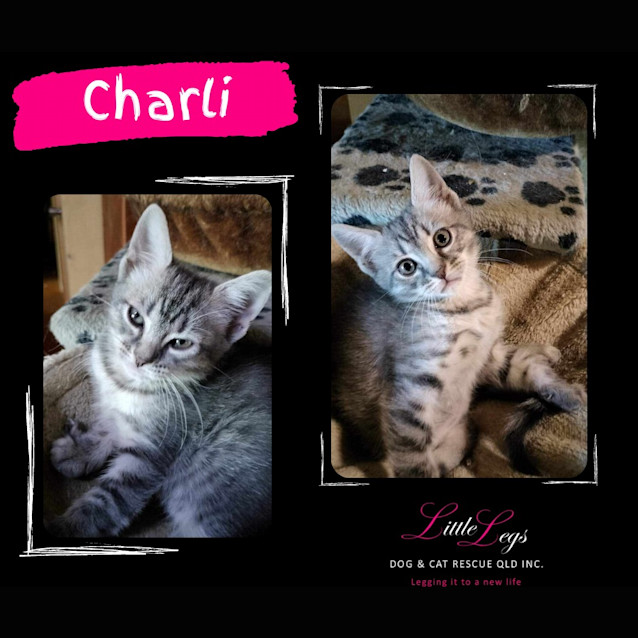 Photo of Charli