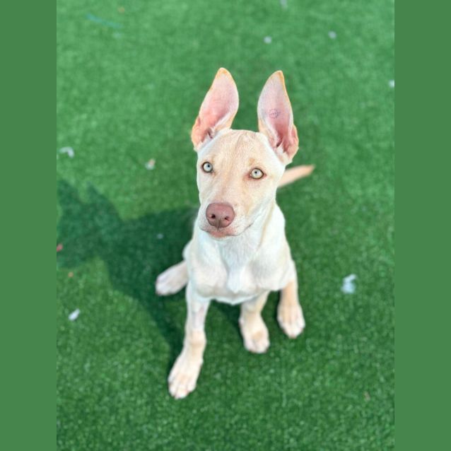 Photo of Daisy Imp 229