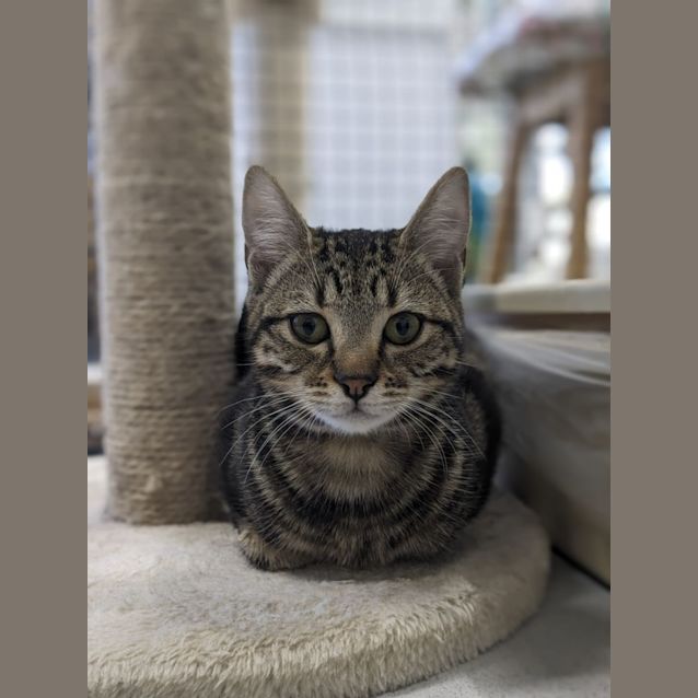 Photo of 🍮 Dulce F02781 🍮