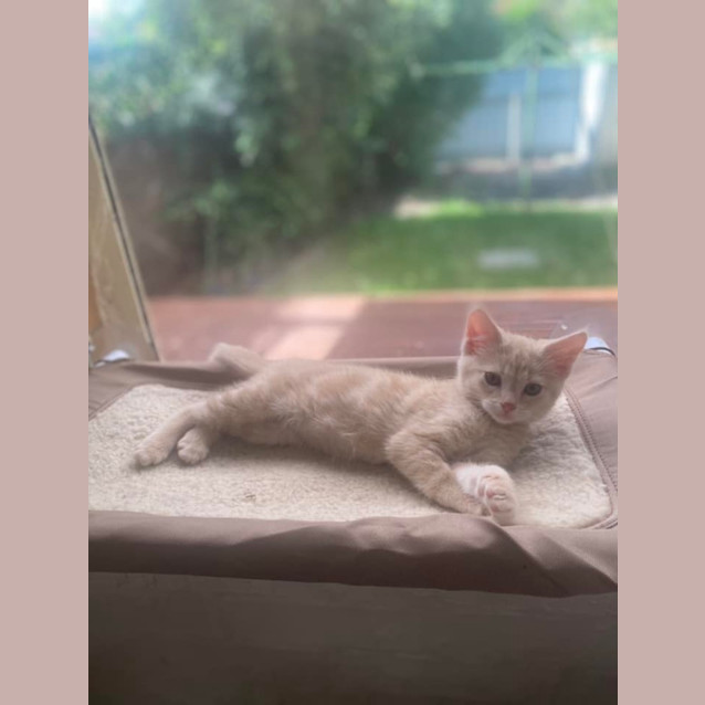 Photo of Peanut