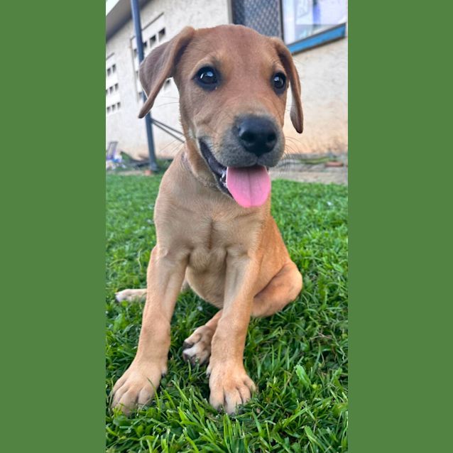 Photo of Mango