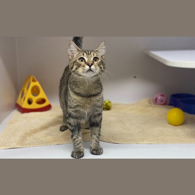 Photo of Nala