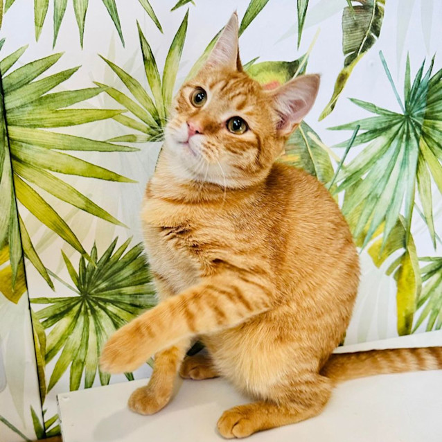 Photo of Jasper   Located In Northcote