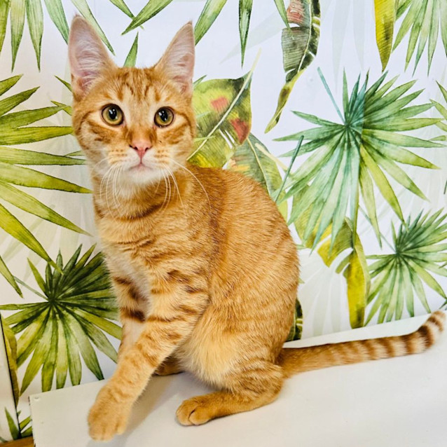 Photo of Jasper   Located In Northcote