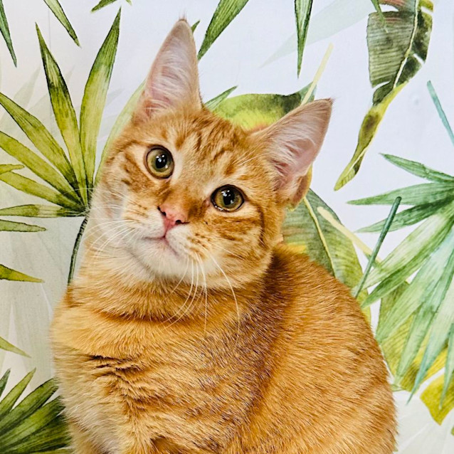 Photo of Jasper   Located In Northcote